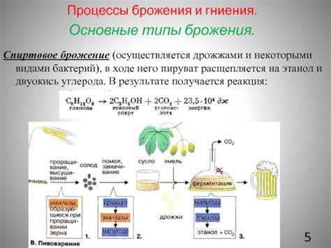Активность дрожжей в процессе брожения