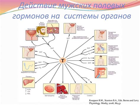 Влияние родовых гормонов