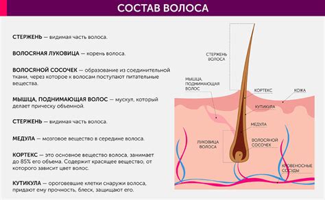 Влияние структуры волоса