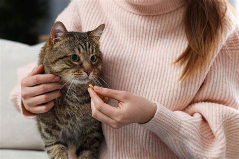 Домашние методы для восстановления голоса у питомца