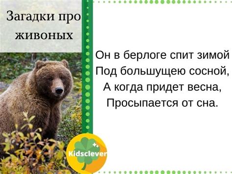 Загадка исхода песика