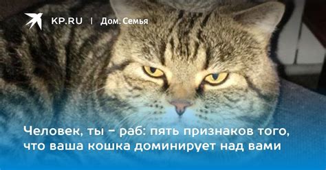 Значение кошачьих действий