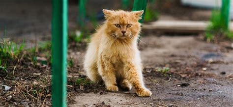 Как найти пропавшую корову