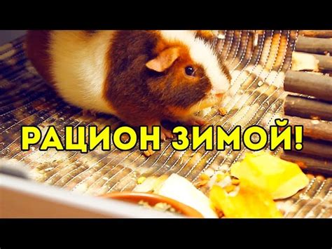 Как обогатить рацион морских свинок разнообразными овощами