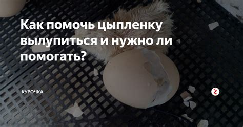 Как помочь цыпленку, у которого не втянулся желток