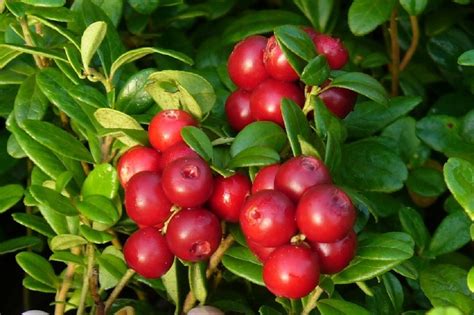 Кипячение клюквы: влияние на содержание полезных веществ