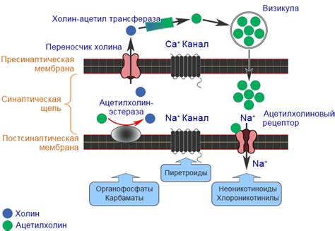 Механизм действия переноса графита