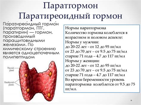 Норма содержания паратгормона в организме