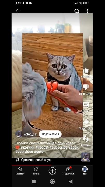 Обеспечьте комфортные условия и ухаживайте за животным