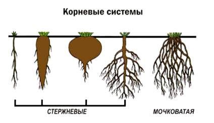 Осмотр корневой системы и коррекция повреждений