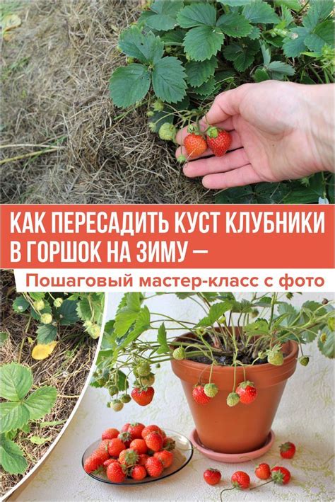 Перегустая посадка клубники