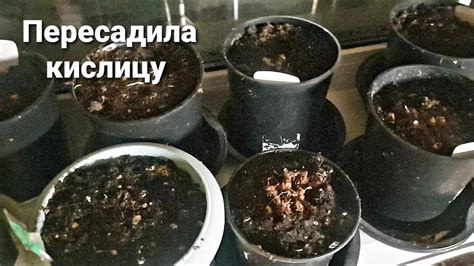 Пересадка кислицы: подготовка к процедуре