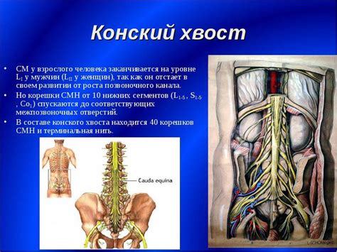 Поведенческие причины опущенного хвоста