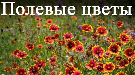Полевые и луговые участки
