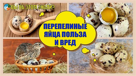 Польза практики предварительного раскалывания яйца