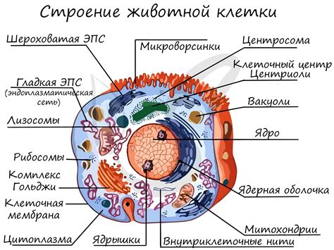 Понятие "млею" и его происхождение