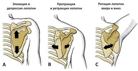 Правильное положение лопаток перед установкой
