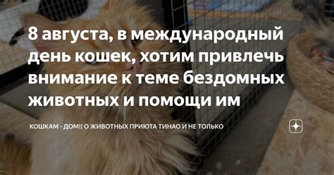 Привлекаем внимание к бездомным кошкам