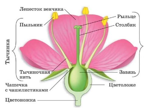 Причины и последствия надлома стебля у цветка