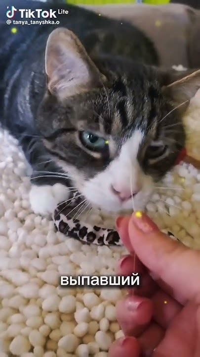 Причины кошачьих примет