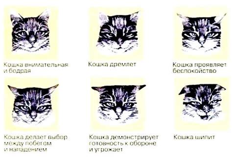 Причины мяуканья кота