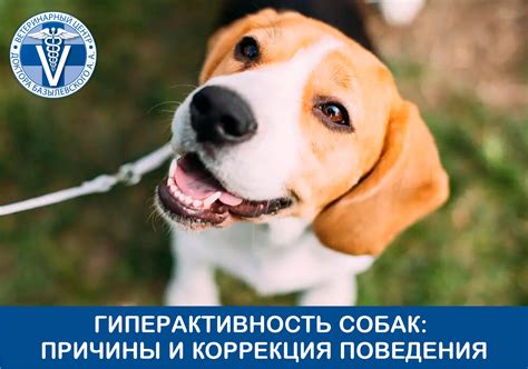 Причины поведения собак попкой вверх