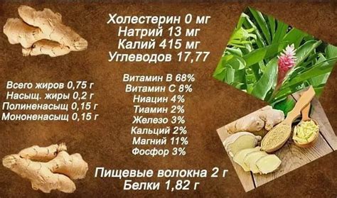 Проростание имбиря: процесс и польза