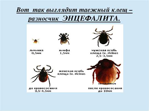 Пути проникновения клещей в дом
