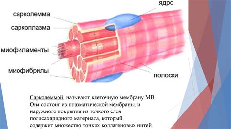 Рефлекторная роль гладких мышц