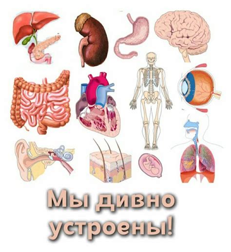 Риск для внутренних органов