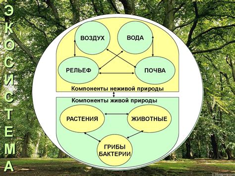 Связь с природой и элементами