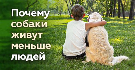 Смысл жизни собак