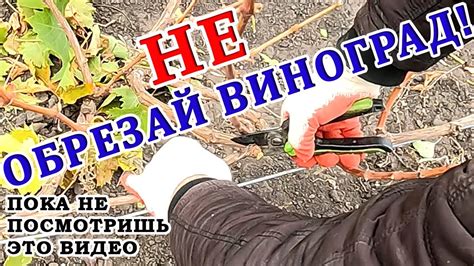Советы для успешной обрезки