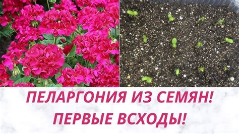Советы по дальнейшему уходу
