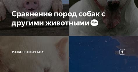 Сравнение с другими животными