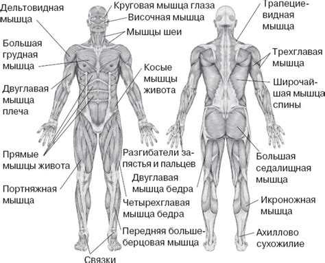 Структура скелета и мышц