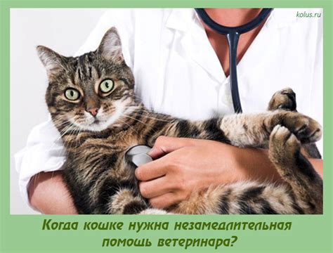 Травма или болезнь: обязательно нужна помощь ветеринара