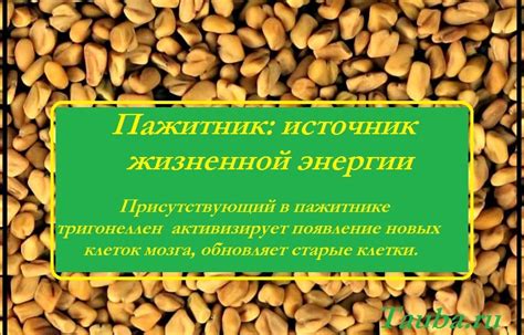 Устраняем неприятную горечь в пажитнике