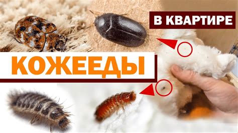 Чем опасны бетилиды в квартире