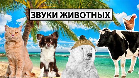 Что говорят звуки о состоянии кота
