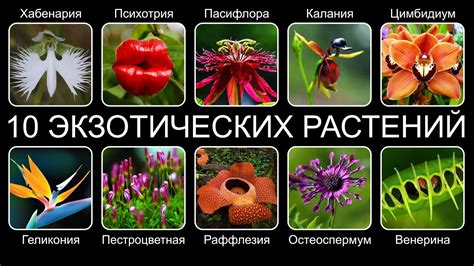 Экзотические растения для Урала
