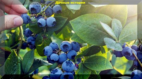 Богатый состав голубики и его положительное влияние на здоровье кормящей мамы