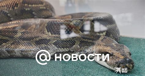 Важность изучения активности гадюк на деревьях для науки и экологии