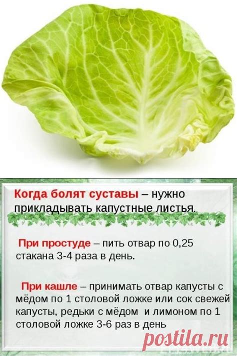 Как выбрать и готовить капустный лист