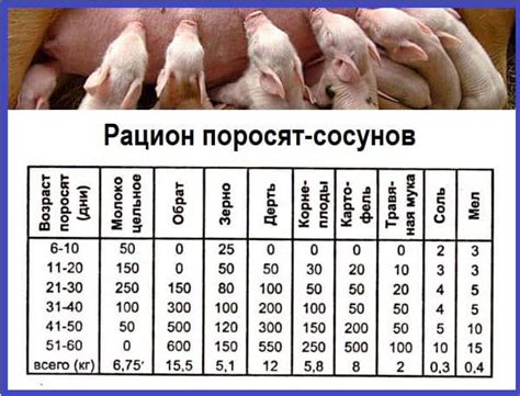 Когда и как давать поросятам сахарную свеклу