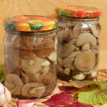 Маринование замороженных грибов маслят: эффективные рецепты на все случаи жизни