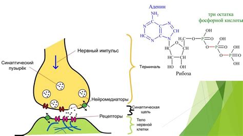 Негативное влияние на нервную систему