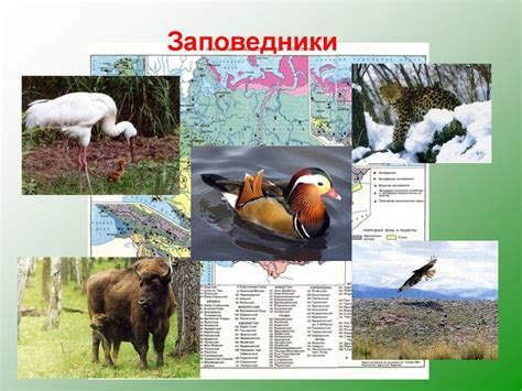 Негативное воздействие на животный мир