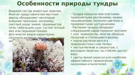 Окрас и внешние признаки