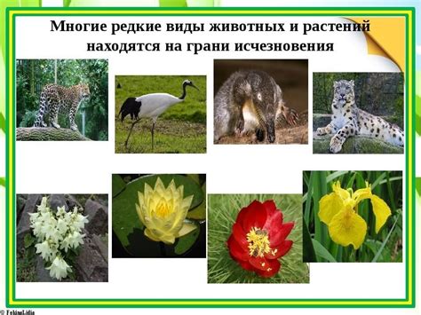 Охраняемые виды животных и растений